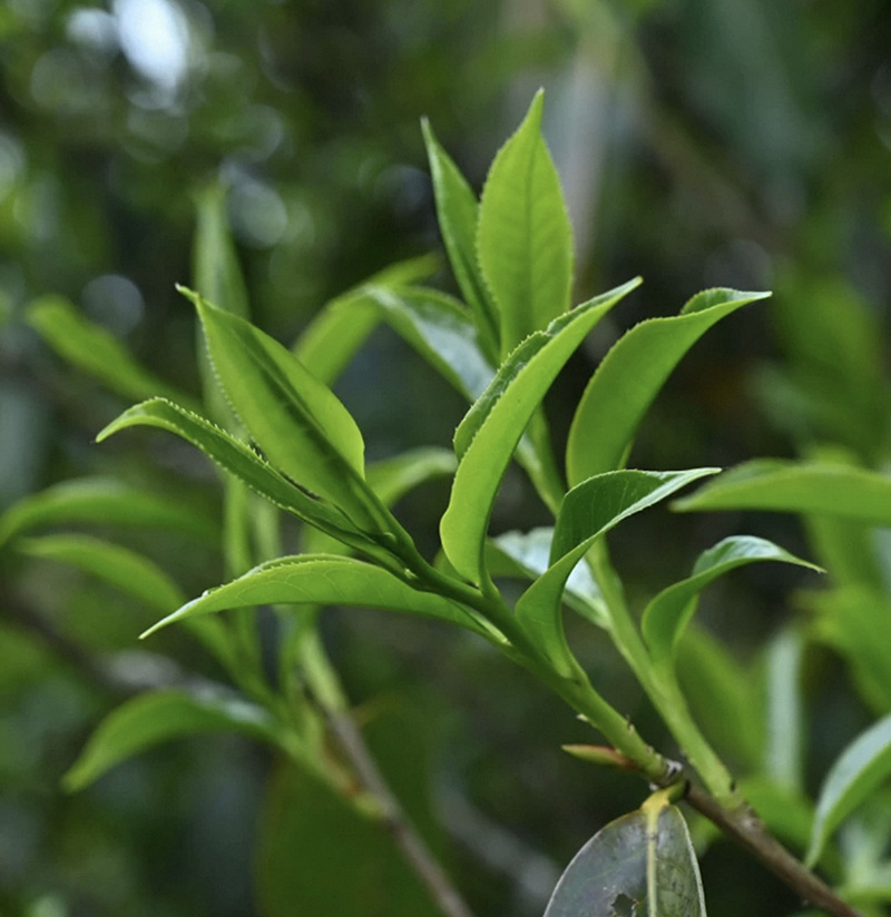 bach-tra-van-nam-hoang-da-2024 (8).jpg