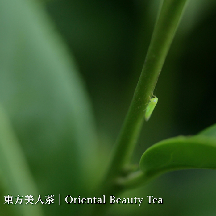 tra-olong-dong-phuong-my-nhan-dai-loan-vu-xuan (6).jpg