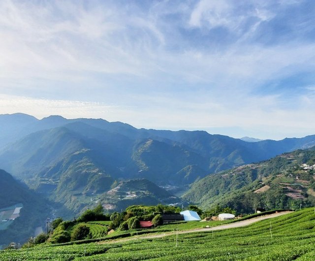 tra-olong-le-son-dai-loan-05.jfif